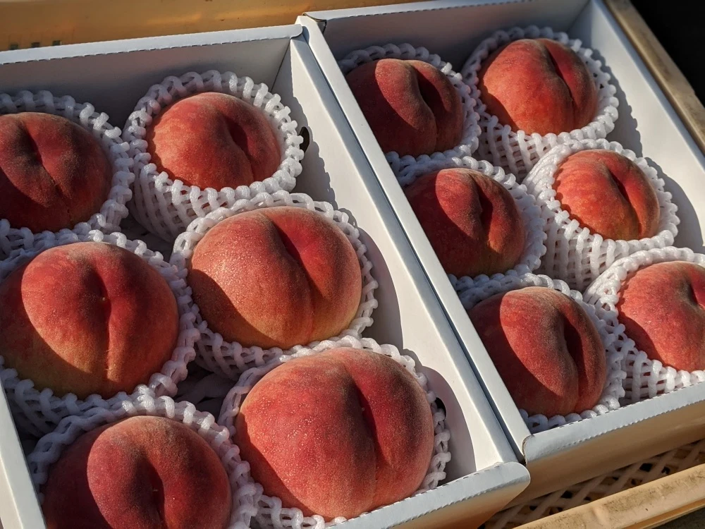 【寄付額 見直し】桃を堪能！Ｂ品でも逸品！