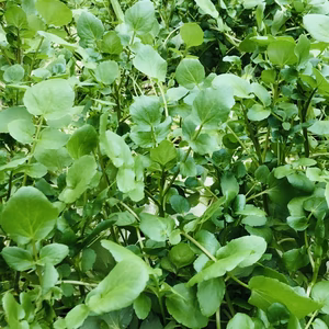 採れたてシャキっと「クレソン」60サイズ箱パンパン