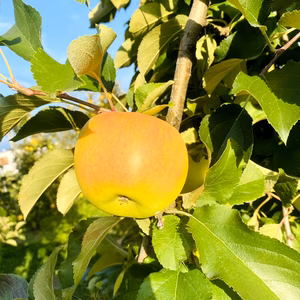 ぐんま名月　甘ーい3キロ箱　8〜14玉