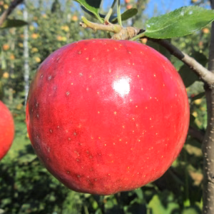 特別栽培認証　シナノリップ　ご家庭用 ３ｋｇ（限定２０箱）