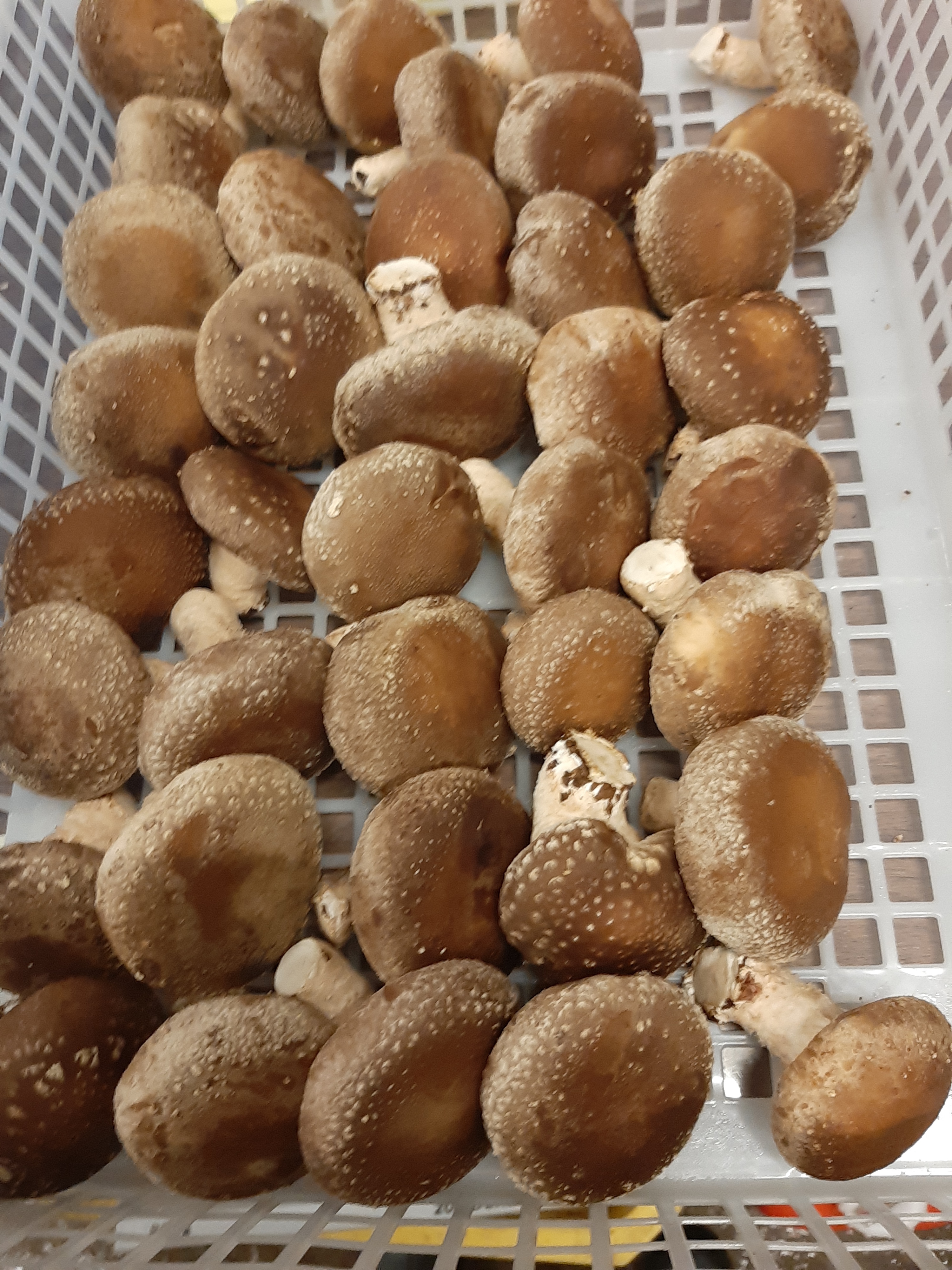 クール A品 菌床どんこ椎茸 M Sサイズ 長野県御代田産 農薬不使用 農家漁師から産地直送の通販 ポケットマルシェ