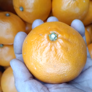 広島産 柑橘セット良品  青島みかんとレモン 10個　合計 5kg 