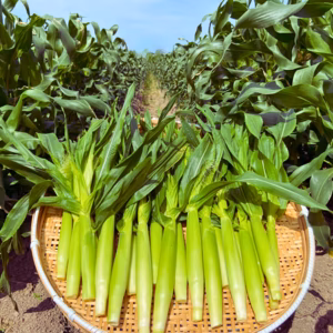 50【甘いしずく】のもぎたて生ヤングコーン