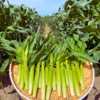 50【甘いしずく】のもぎたて生ヤングコーン