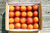 シチリア原産のブラッドオレンジ「モロ」2kg
