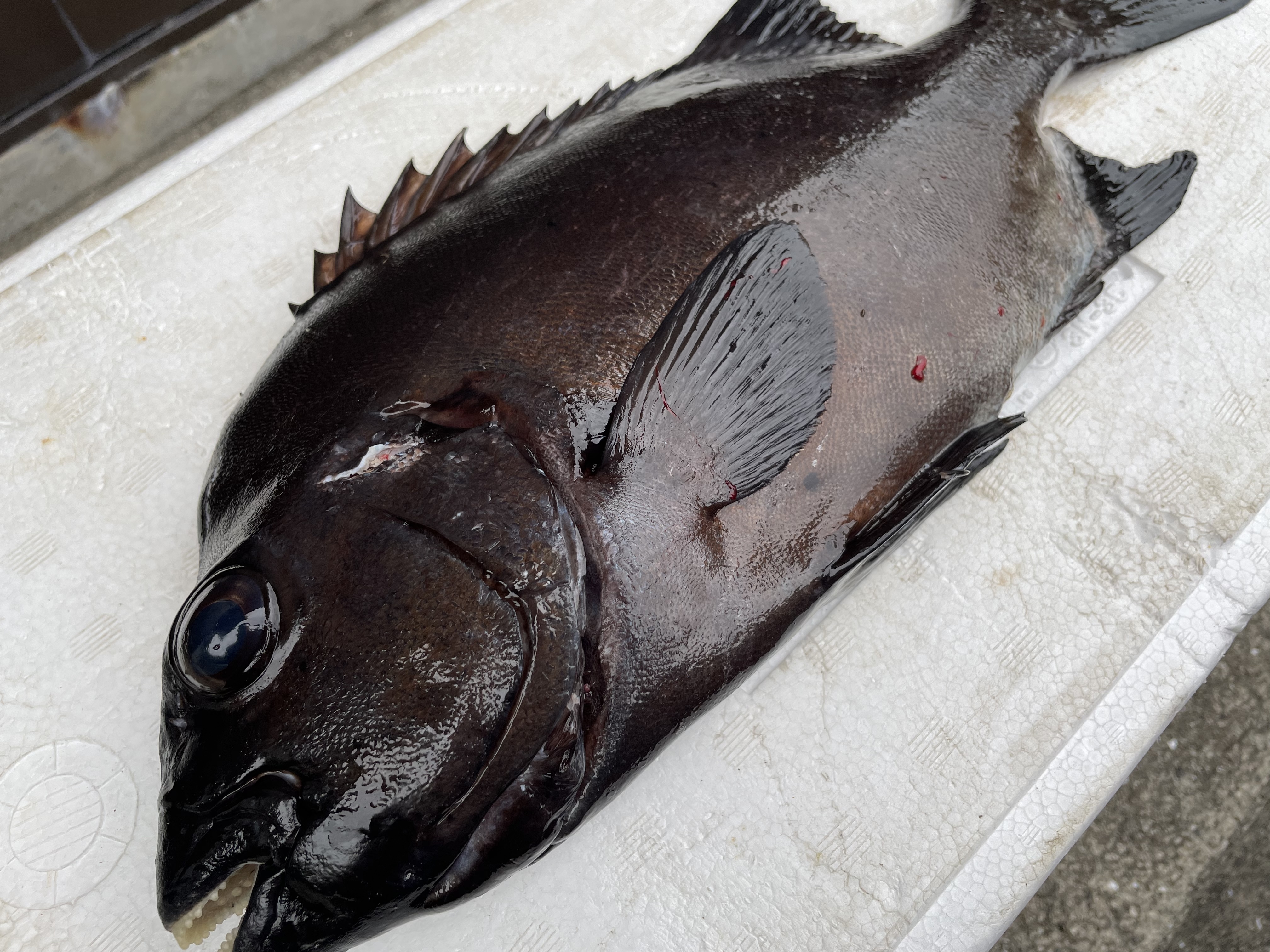 石鯛剥製 石鯛剥製 石鯛剥製 2025年最新】イシダイ 剥製の人気アイテム - メルカリ