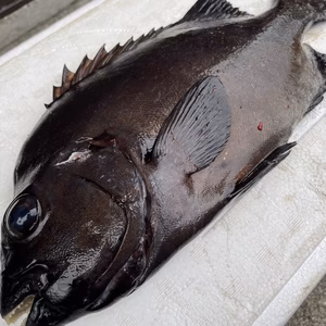 【魚突き】石鯛1.1kg 鱗、下処理済み