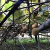 キウイフルーツ 自然農　無肥料 農薬消毒除草剤不使用 有機栽培 オーガニック