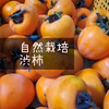 【自然栽培】渋柿｜Ｔ字枝付き 干し柿などにどうぞ★農薬・肥料不使用