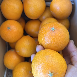 キャンセル誤送信用 小玉 のプリンセス　(訳あり家庭用)