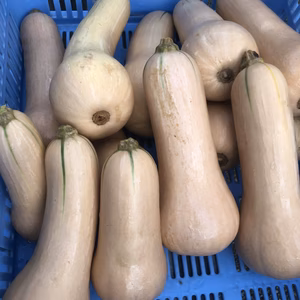 バターナッツ　使い切りの大きさ　500g～1㎏/本　 栽培期間中農薬不使用