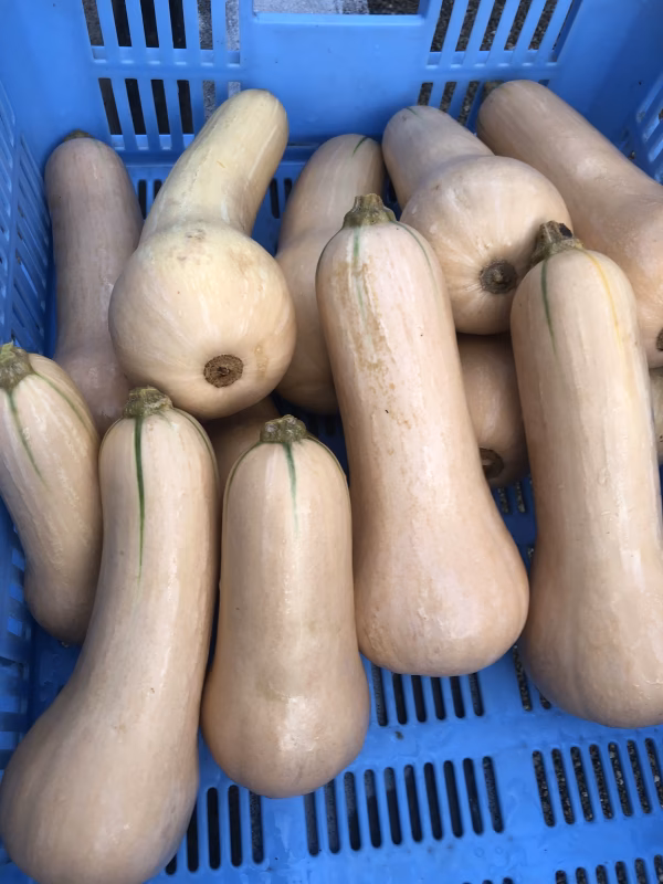 バターナッツ　使い切りの大きさ　500g～1㎏/本　 栽培期間中農薬不使用