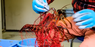 刺し網漁ってどんな漁？下田の伊勢海老漁師に教えてもらったよ