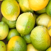 瀬戸内海の島育ち！レモン　C品