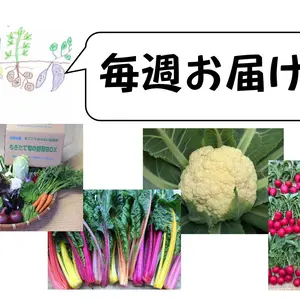 ☆毎週お届け☆もぎたて旬の野菜定期ＢＯＸ(Ｍサイズ)