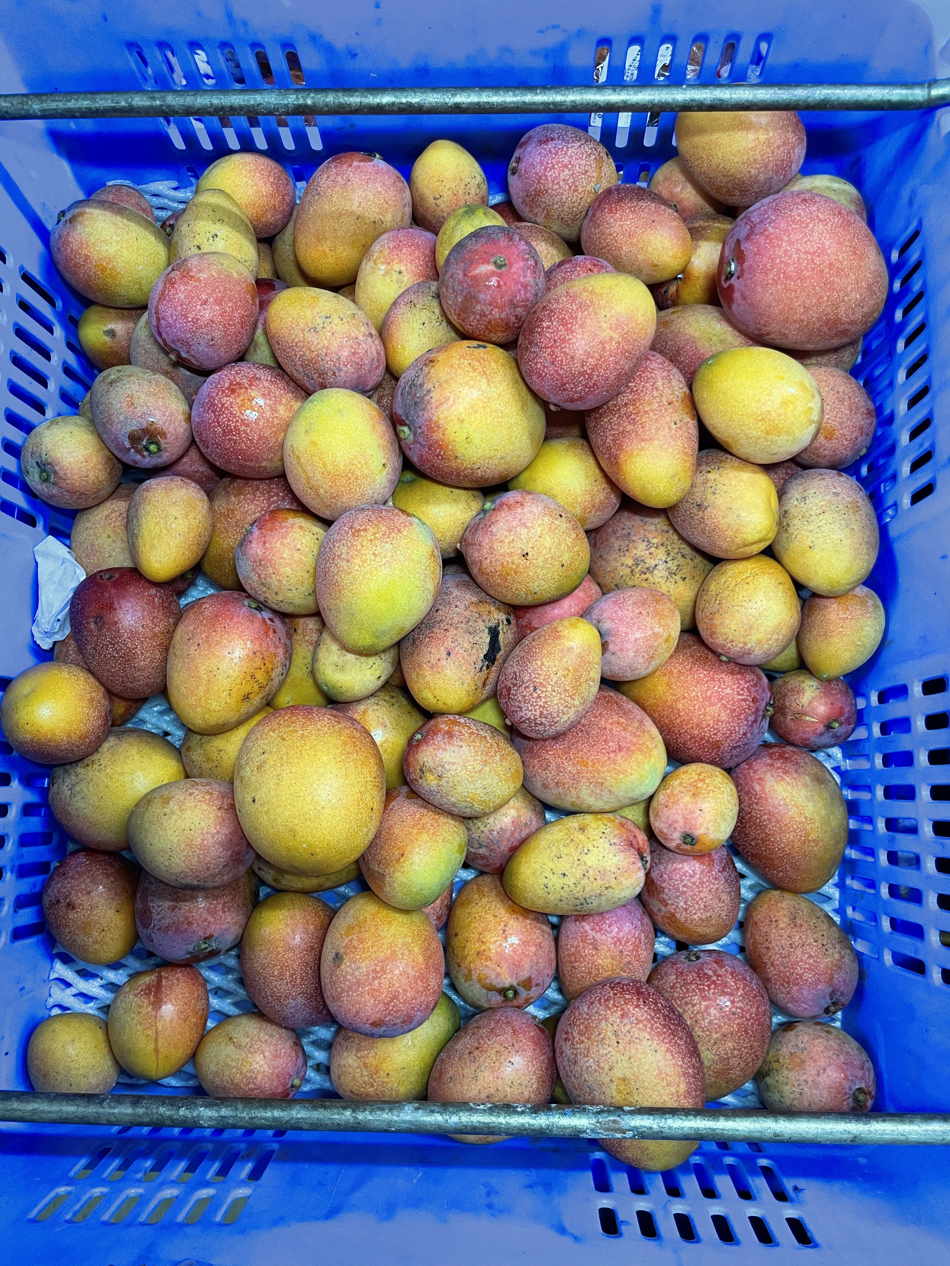 ミニマンゴー 約2キロ ミニマンゴー 2kg (12〜18個) | 久米島熱帯果樹園
