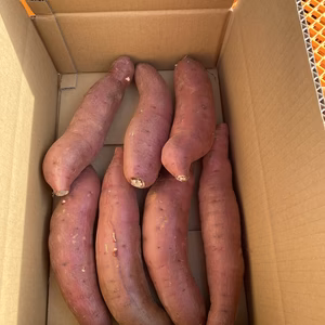ぞっこんべにはるか　B品　5キロ　2Lサイズ