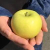 11月発送りんご 家庭用小玉 シナノゴールド 約4.5kg 20-28玉  復興