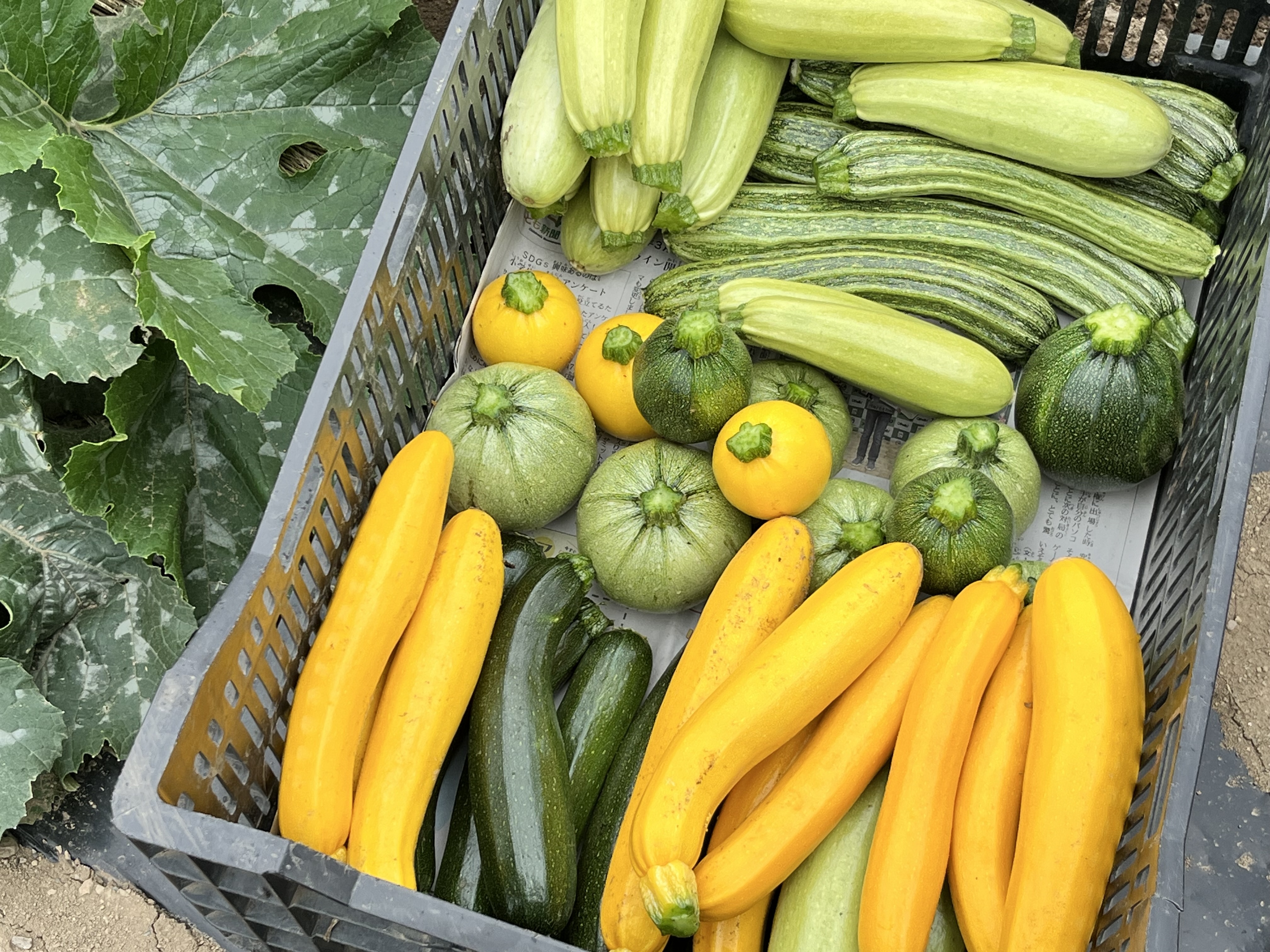 信州育ち]いろんなズッキーニ詰め合わせ｜野菜の商品詳細｜ポケット