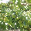 【季節の梅しごと】自然栽培で育った紀州南高梅・青梅・和歌山県産