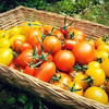 【Ayaka.Nさま専用】完熟カラフルトマト＆山里の小さな農家のおすそわけ☆Ｍ