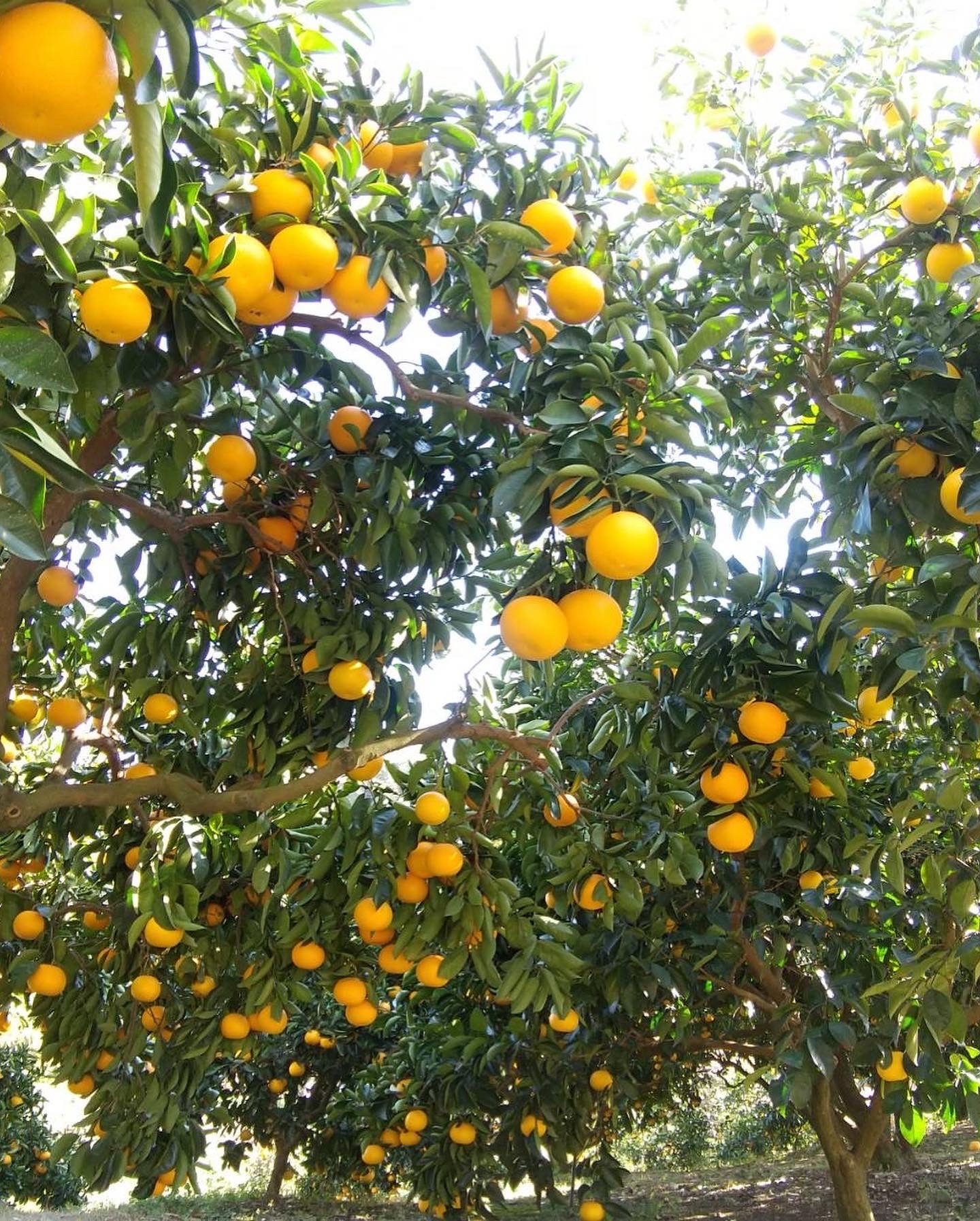 あさみ農園の八朔 サイズ混合 プリっとジューシー♪ はっさく ご家庭用 箱込10k