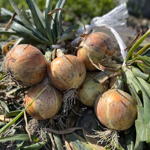 伝統！淡路島産吊り玉ねぎ 1束約5㎏