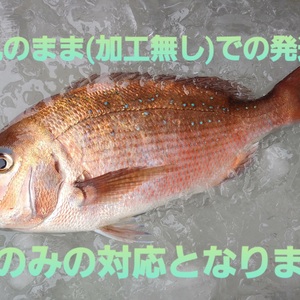 活き〆　丸のまま　日本本土最西端の海で大切に育てた真鯛