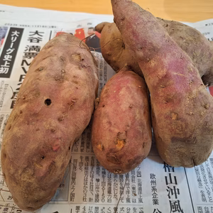 訳あり　北海道産さつまいも