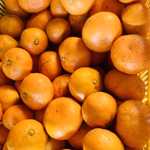 ⭐︎【ご家庭用】※減農薬・有機肥料使用　みかんの王様！浜名湖青島みかん