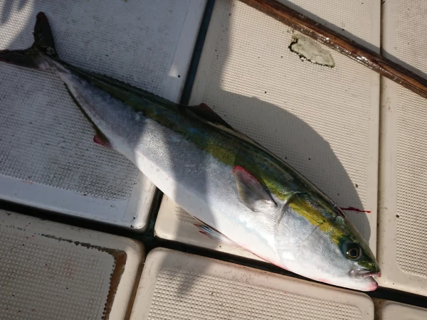  ●カマサービス中　冷凍一本釣りブリ【相島産】捌いて真空冷凍でお届け