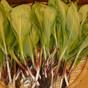 免疫力抜群！天然の北海道「行者にんにく」