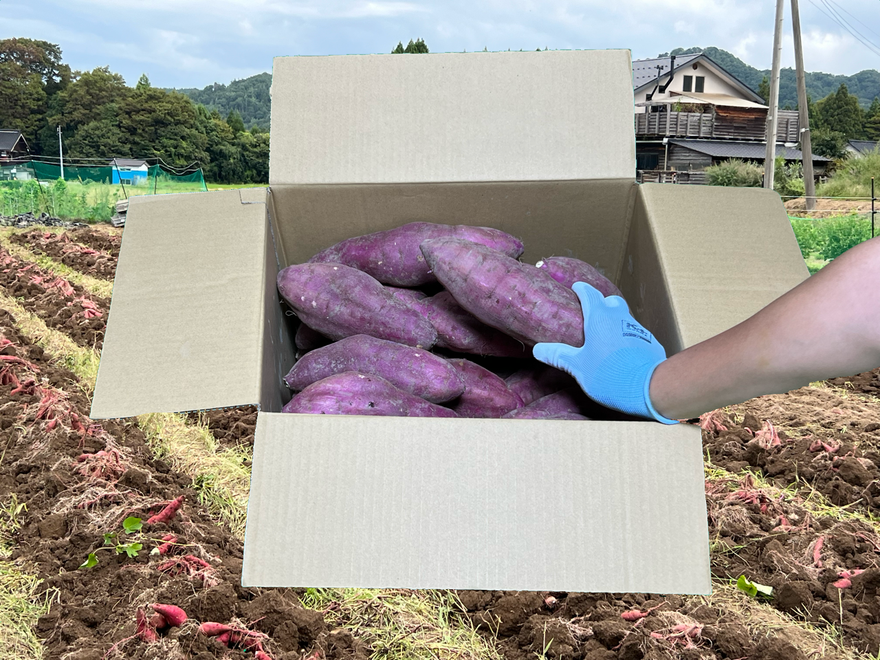 蜜たっぷり！】富山県産『紅はるか』(5kg・10kg)(SーM)｜野菜の商品