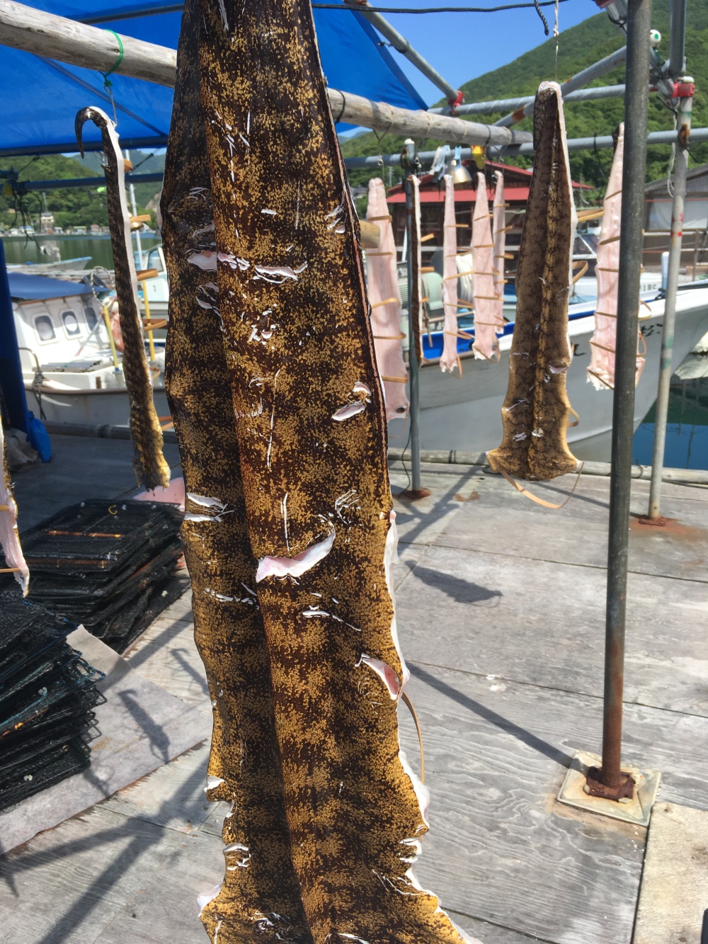 珍味 ウツボ 乾物一本物 千切り 農家漁師から産地直送の通販 ポケットマルシェ
