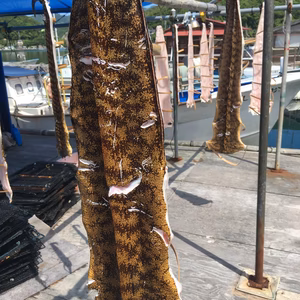 珍味　ウツボ　乾物　（千切り）