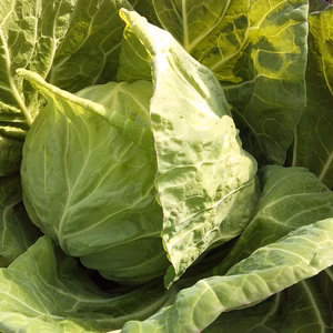 早採り！柔らか春キャベツ１玉＋ブロッコリー３玉【農薬不使用】