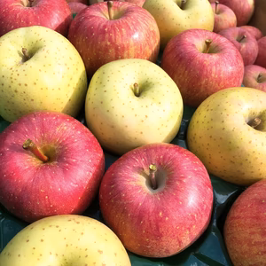 青森県産　サンふじ＆王林 MIXセット(贈答用)