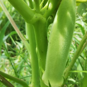 　【２口分】【オールシーズンがgreen】やさいセット　