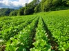 自然栽培（農薬・肥料不使用）大豆　