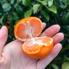ぎゅっと濃縮♡小玉みかん