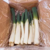 【トロトロ食感】青森県十和田市産 下仁田ネギ（雷帝下仁田）