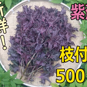 ★常温便★　紫蘇（枝付き500ｇ）　自然栽培（無農薬・無肥料・無除草剤）
