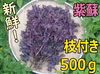 ★常温便★　紫蘇（枝付き500ｇ）　自然栽培（無農薬・無肥料・無除草剤）