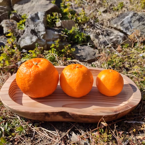 【訳あり】ぽんかん いわぎ島便り♪