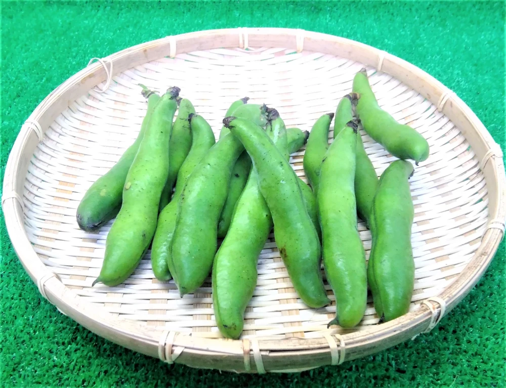 2023年農薬不使用（無農薬）栽培　訳ありそら豆約3㎏セット