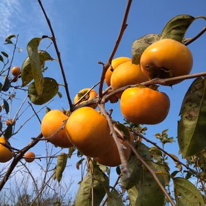 シャキッとした歯ごたえ　富有柿　大きさ不分別　常温発送