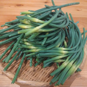 早いものがち◆北海道◆ニンニクの芽◆栽培期間農薬使用していません