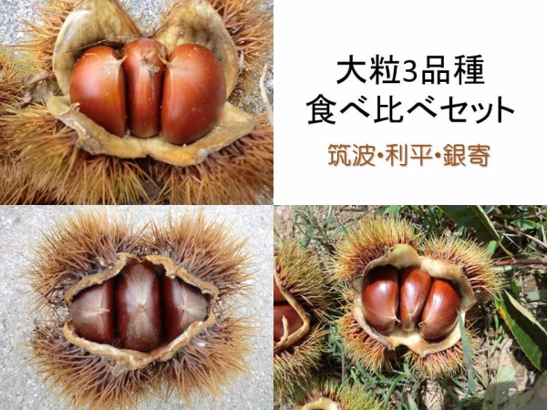 【厳選 大粒 食べ比べ3品種】自然栽培 筑波栗 利平 銀寄　農薬不使用　栗　