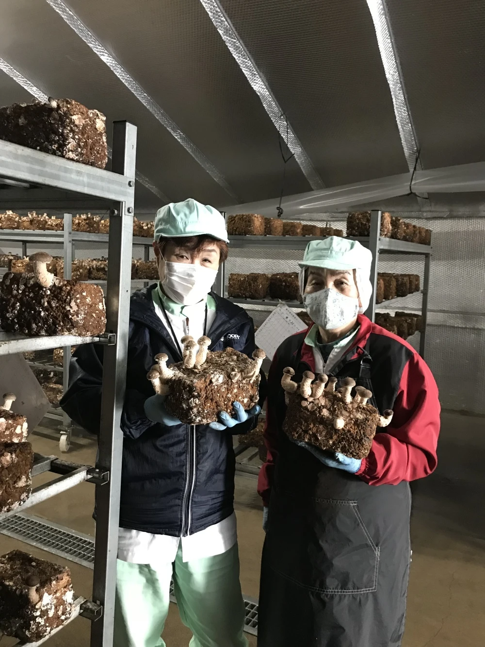 松きのこ（バラ）袋入り