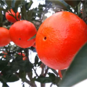 商標登録ブランド柑橘！ごちそう果実「紅ダイヤ」サイズ混合 2kg入【265】